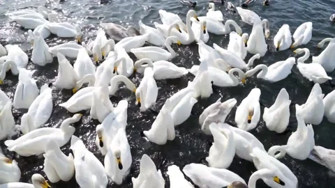 Swan lake 2 Stock Footage 178486705