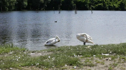 Swan on lake arranging feather; springtime; Stock Footage 35932893
