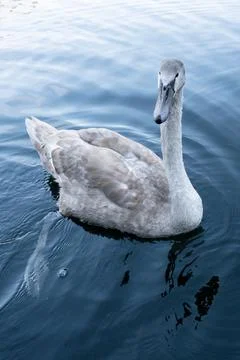 Swan in the lake. Blue water. Swan in a mountain lake. Stock Photos