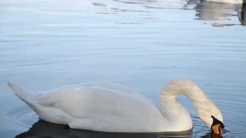 Swan in the lake close-up Stock Footage 120175736