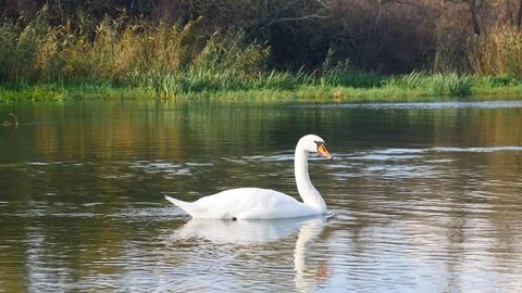 Swan Lake in early spring Stock Footage 124918436