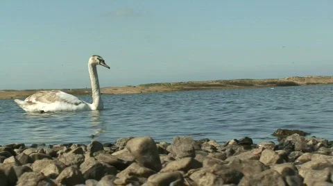 Swan on the lake Stock Footage 67566