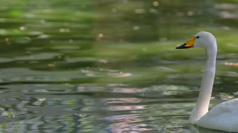 Swan in lake Stock Footage 453639