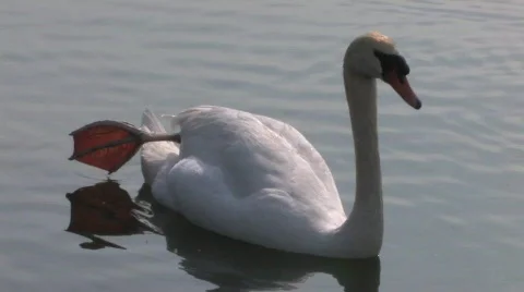 Swan on the Lake Видео 617371