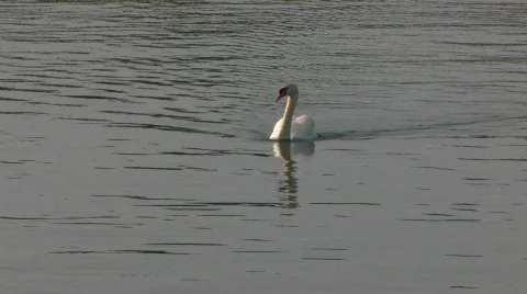 Swan on the Lake Video stock 617372