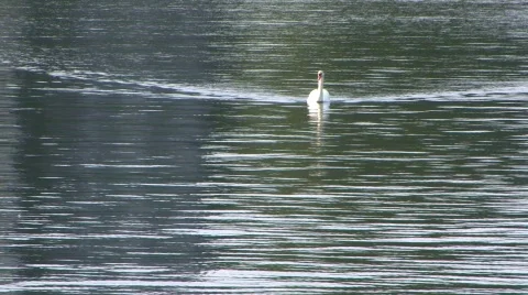 Swan on the Lake 動画素材 617375