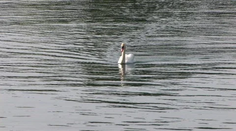 Swan on the Lake 動画素材 617380