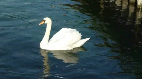 Swan on the lake Video stock 709277