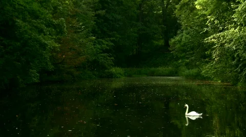 Swan on lake Video stock 812747
