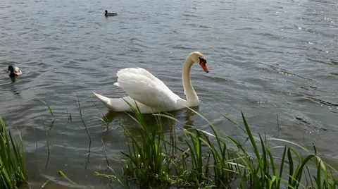Swan on the lake. Stock Footage 8564811