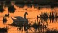 Swan on lake HD 동영상