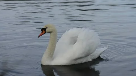 Swan on a lake Stock Footage 10710977