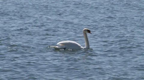 Swan On Lake Stock Footage 23017443