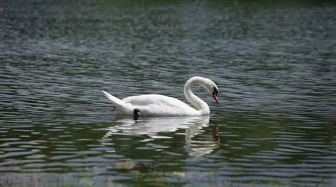 Swan on lake Stock Footage 35858888