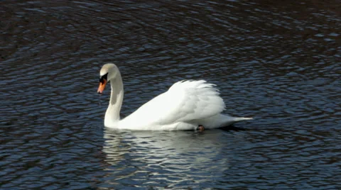 Swan in Lake Stockbeeldmateriaal 37086548