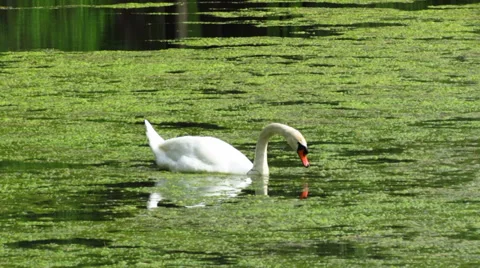 Swan in a lake Stock Footage 38570884