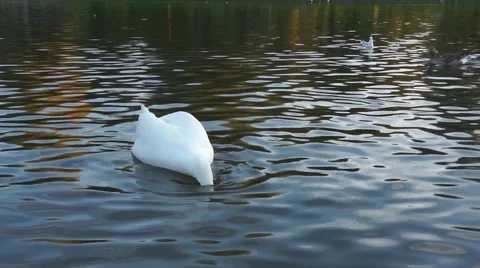 Swan on the lake Stock Footage 43801253