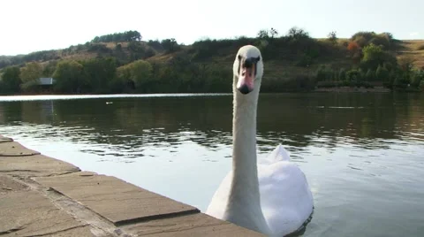 Swan In A Lake Video stock 51441715