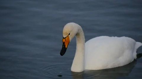 Swan on the lake Stock Footage 61335341
