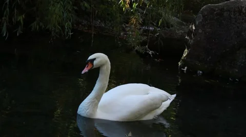 Swan in a lake Vídeo Stock 62854408