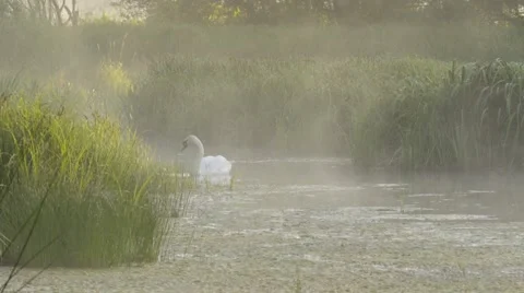 SWAN ON THE LAKE Stock Footage 68859235
