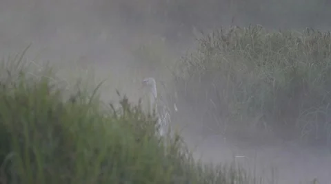 SWAN ON THE LAKE Stock Footage 68859247