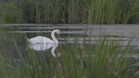 SWAN ON THE LAKE Stock Footage 68859277