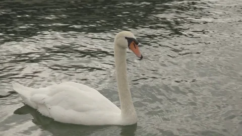 Swan in the lake Stock Footage 71135404