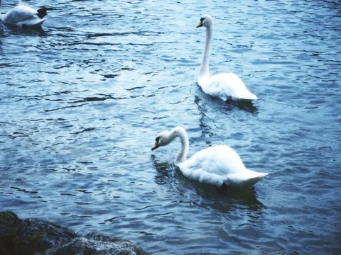 Swan on the lake Video stock 77646707
