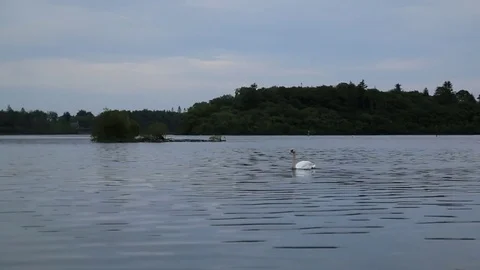 Swan in the Lake Stock Footage 78220167