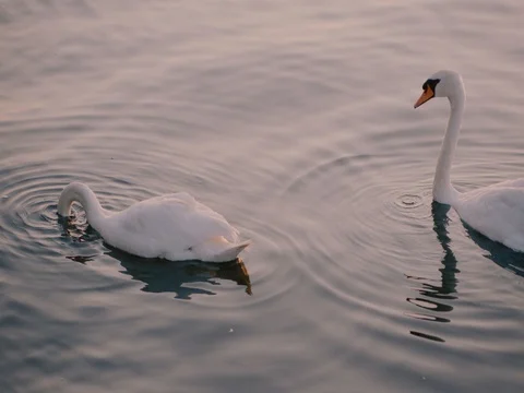 Swan Lake Video stock 78233323