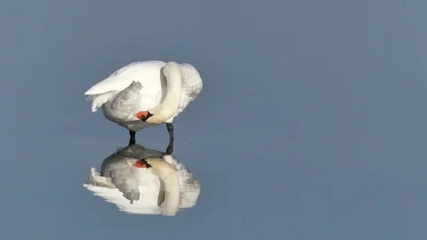 A swan on the lake Video stock 87057761