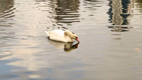 SWAN IN LAKE Stock Footage 90089834