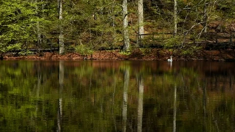 Swan in lake Stock Footage 90245988