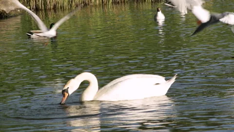 Swan on the lake Stock Footage 90375591