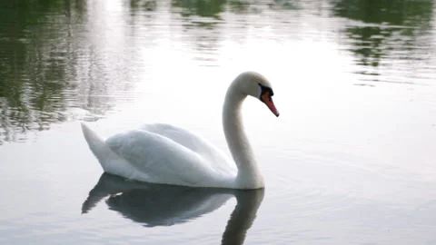 Swan on the lake 库存影片 90376028
