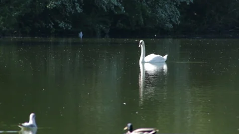 Swan on the lake 動画素材 90459665