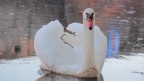 Swan in the lake Stock Footage 90462937