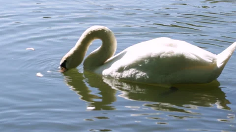 Swan on the lake Stock Footage 91178172