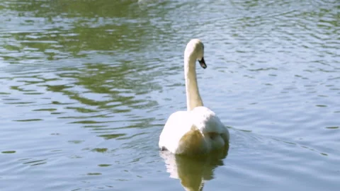 Swan on the lake Video stock 91655647