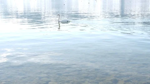 Swan on the lake 库存影片 103532418
