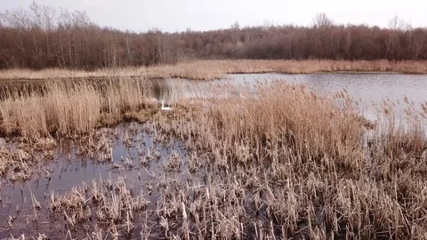 Swan Lake Stock Footage 106231763