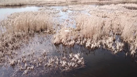Swan Lake 動画素材 106231969