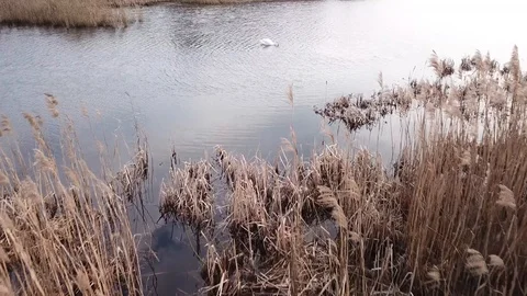 Swan Lake Видео 106231973