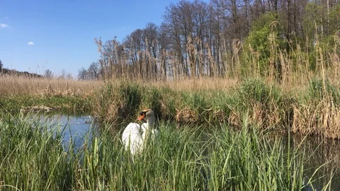 Swan on the lake Stock Footage 106537133