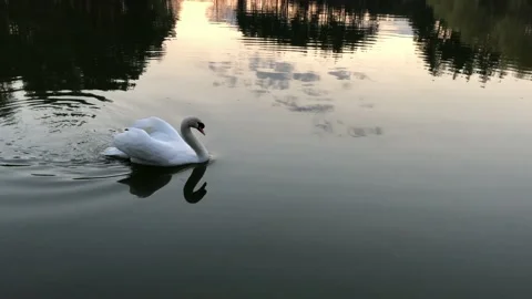 Swan on the lake Stock Footage 106874955