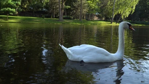 Swan on the lake Video stock 114980590