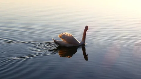 Swan on the lake Stock Footage 125305764
