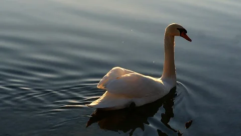 Swan on the lake Stock Footage 125305784