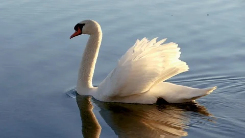Swan on the lake Stock Footage 125305806